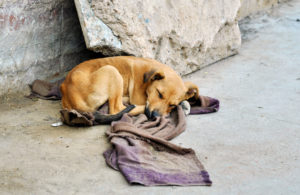 Heat, Cold and Animal Cruelty